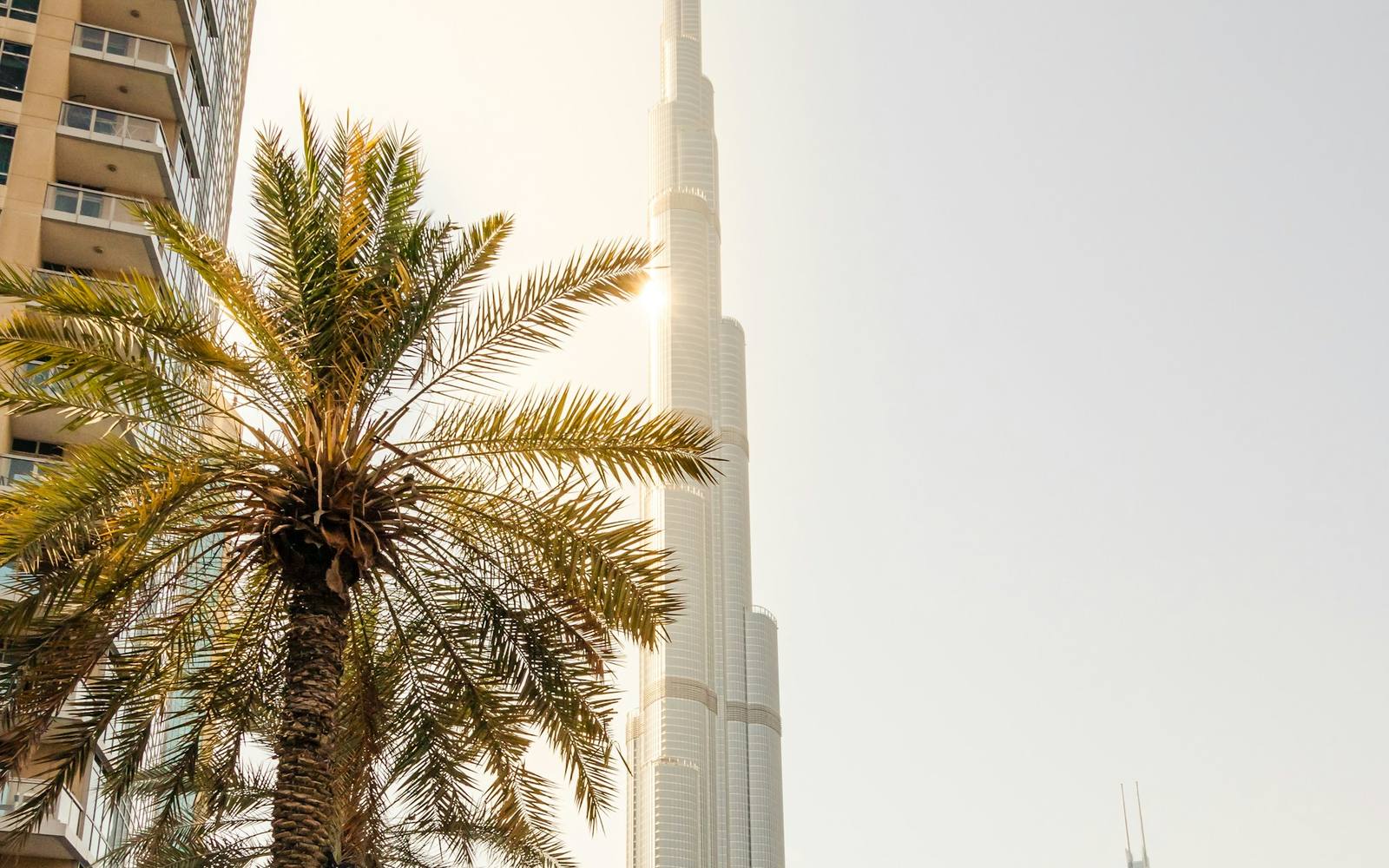 A palm tree in front of a Dubai tower